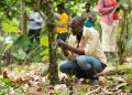 COCOBOD announces closure of 2021-2022 main crop cocoa season 